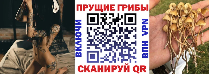 сколько стоит  Ладушкин  Галлюциногенные грибы Psilocybe 